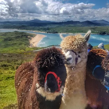 Biddy Ban's בית הארחה 3*