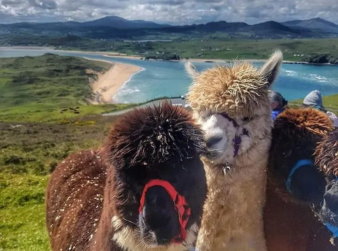 Biddy Ban's 게스트하우스 3*